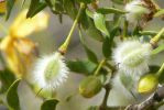 PICTURES/Wildflowers - Desert in Bloom/t_Fluff2.JPG